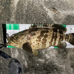 チャイロマルハタ