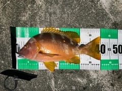 シブダイの釣果