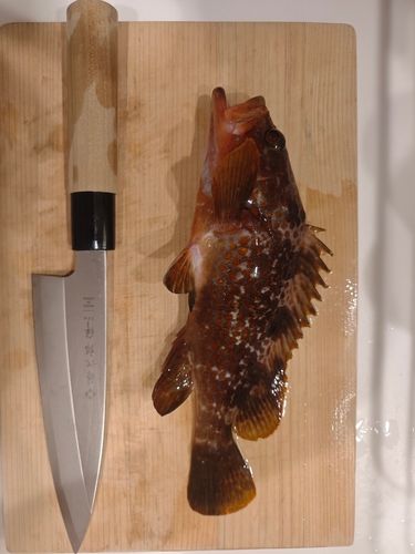 キジハタの釣果