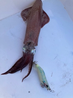 ケンサキイカの釣果