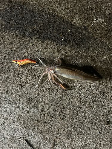 スルメイカの釣果