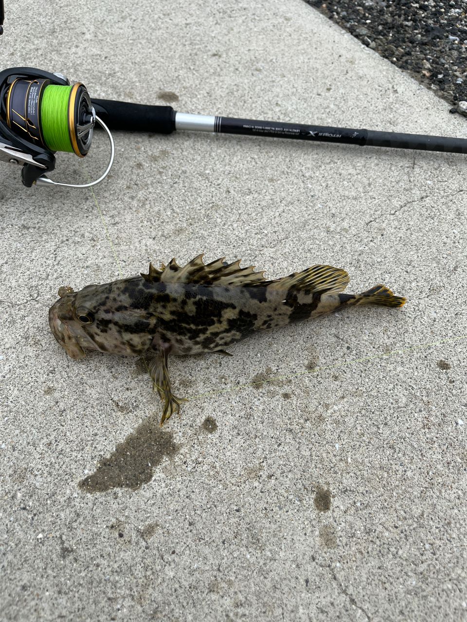 タケノコメバル