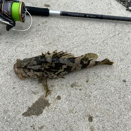 タケノコメバル