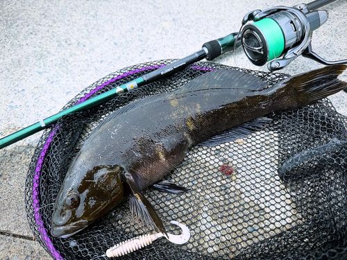 アイナメの釣果