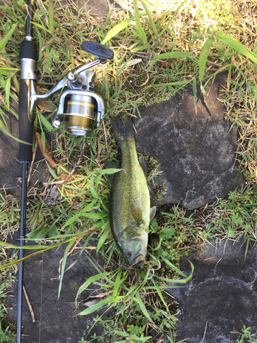 ラージマウスバスの釣果