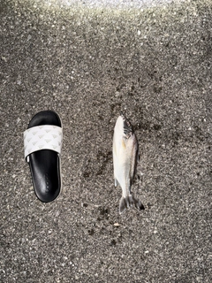 コトヒキの釣果