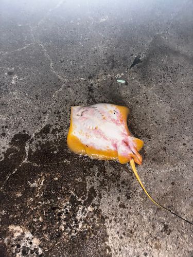 エイの釣果