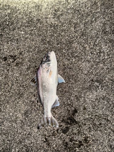 コトヒキの釣果