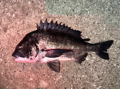 クロダイの釣果