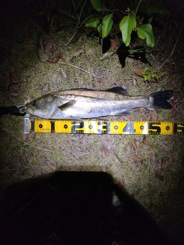 フッコ（マルスズキ）の釣果