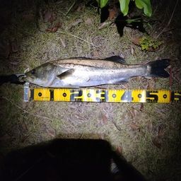 フッコ（マルスズキ）