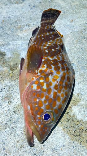 キジハタの釣果