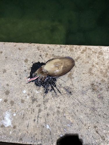 コウイカの釣果