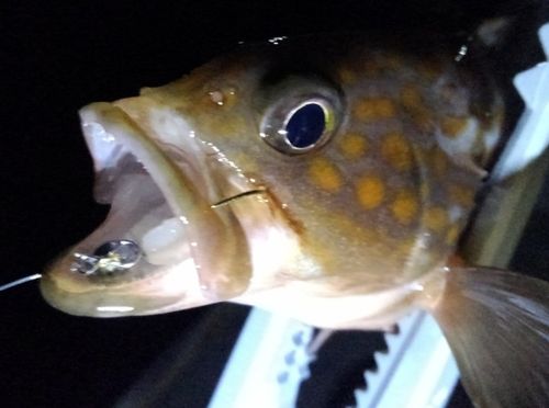アコウの釣果