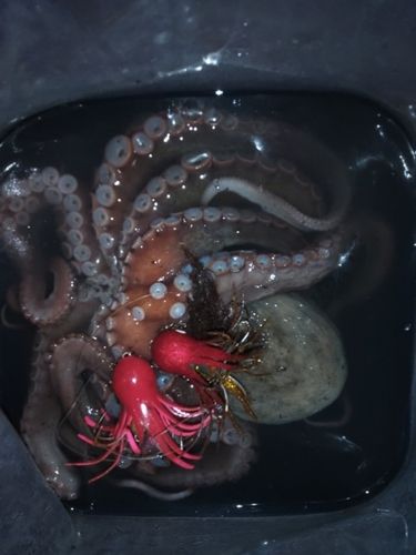 タコの釣果