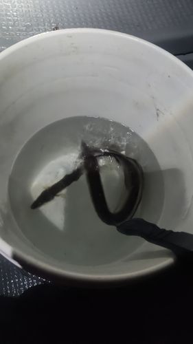 マアナゴの釣果