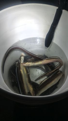 マアナゴの釣果