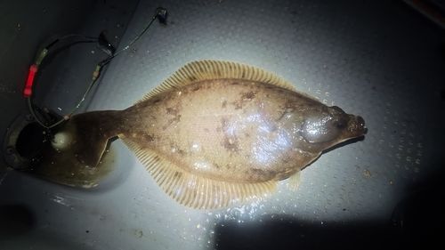 ソウハチの釣果