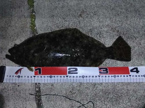 ヒラメの釣果