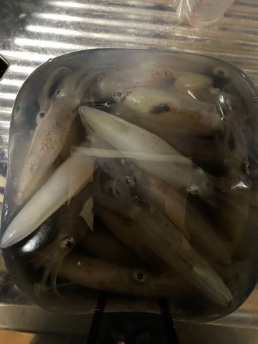 マメイカの釣果