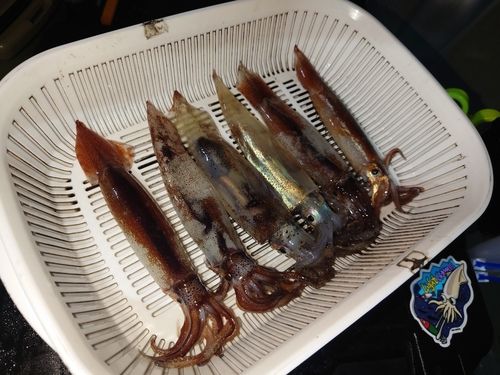 イカの釣果