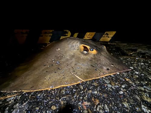 アカエイの釣果