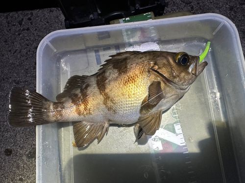 シロメバルの釣果