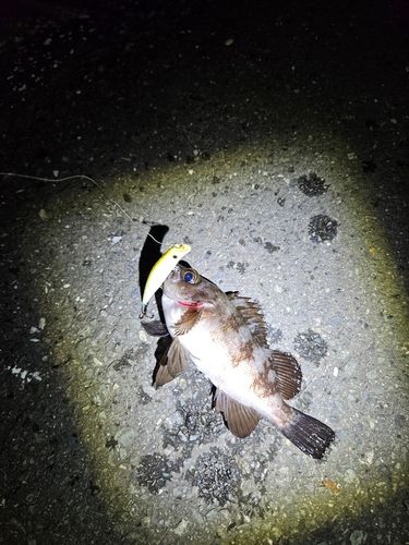 メバルの釣果