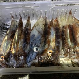 スルメイカ