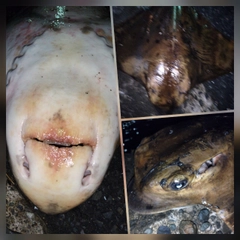 ナルトビエイの釣果