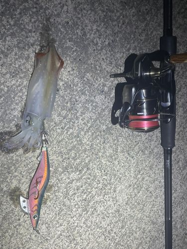 マメイカの釣果