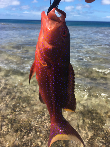 バラハタの釣果