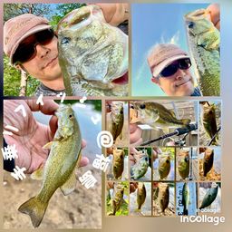 ラージマウスバス