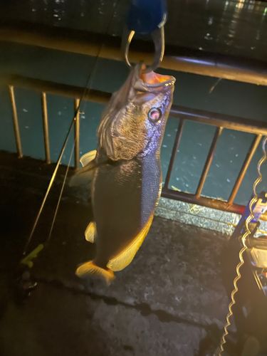 ニベの釣果