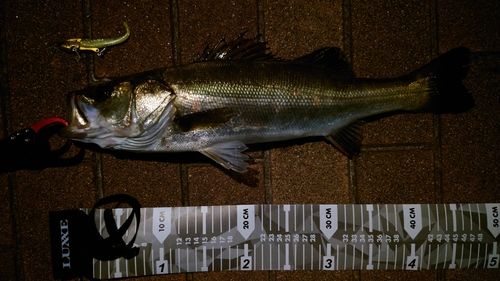 フッコ（マルスズキ）の釣果