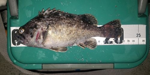 クロソイの釣果