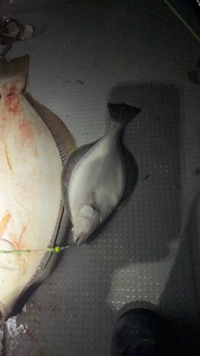 ソウハチの釣果