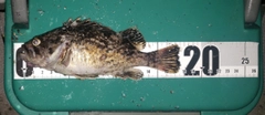クロソイの釣果