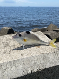 シロギスの釣果