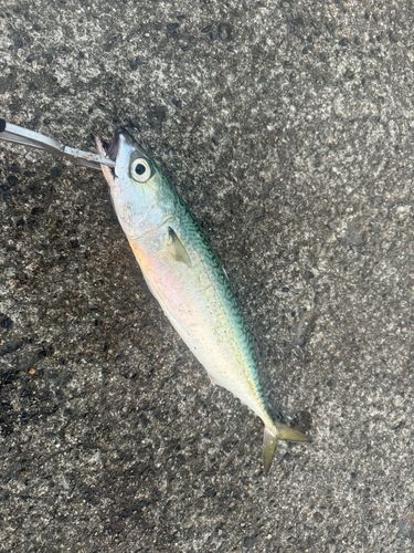 サバの釣果