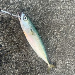 サバ