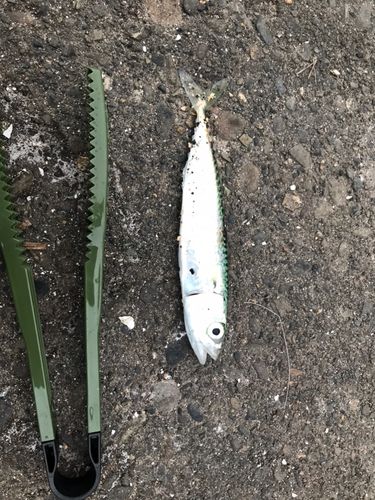 サバ
