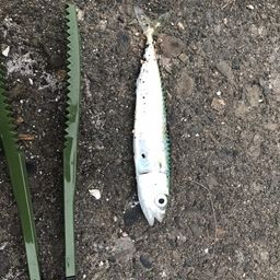 サバ