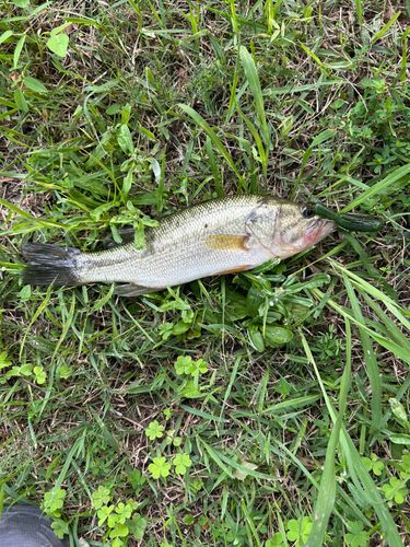 ラージマウスバスの釣果