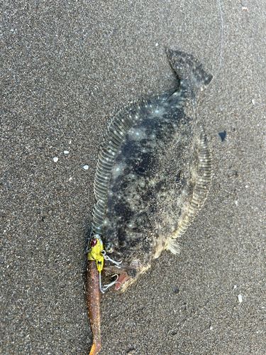 ヒラメの釣果