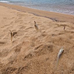 シロギス