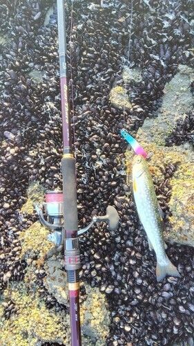 アメマスの釣果