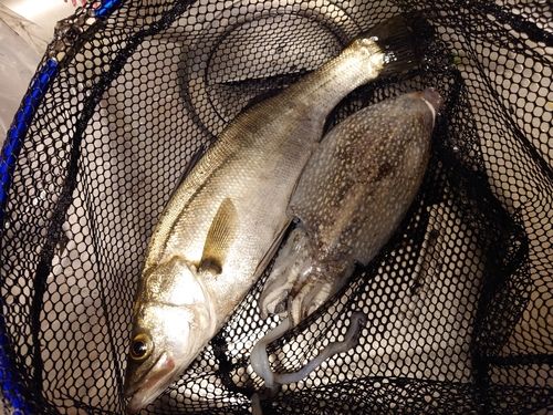 コウイカの釣果