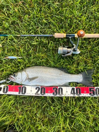 ヒラスズキの釣果