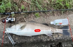 シーバスの釣果